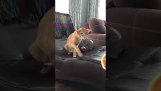 Ориентальный кот Бенитто и сырник) Ориентальный кот Бенитто и сырник)
