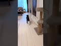 今日の壁ジャンプ(ふく)11/20 #shorts