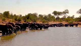 A HUGE Elephant Herd at Simbavati Waterside 🐘