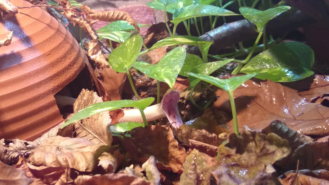 camera iphone 8 plus apk Kornnatter (Pantherophis guttatus)
