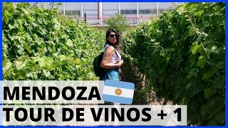 MENDOZA ¿que HACER? VIÑEDOS y ¿olivícola? 😍