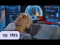 Scientists cant explain why this audio heals people 10 hours 111hz  binaural beats