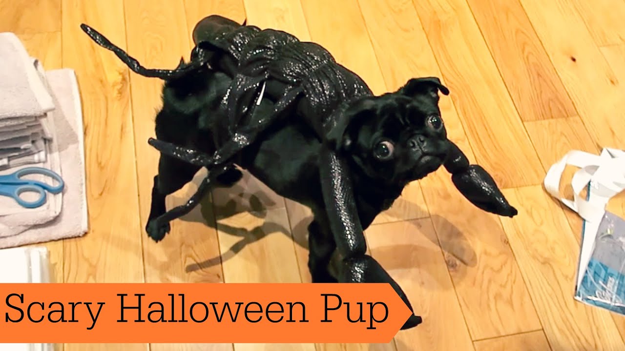 Scary Halloween Pup