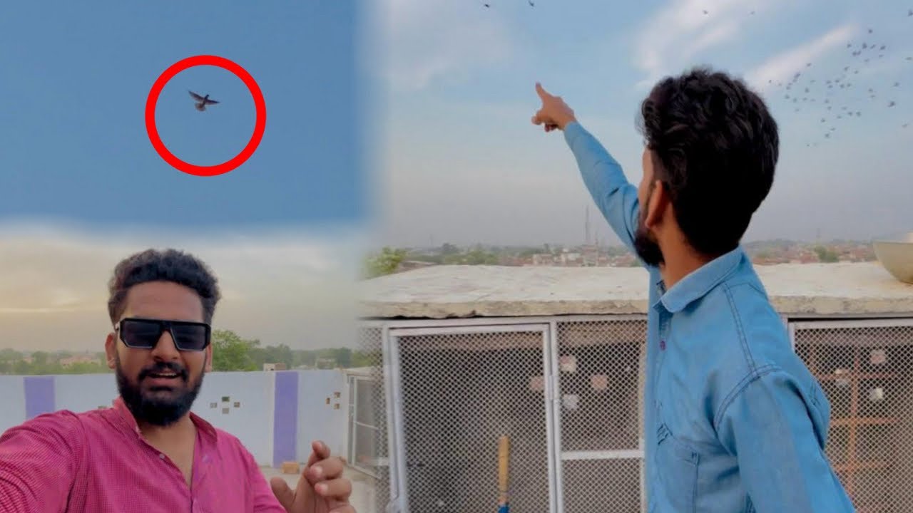 Aseel Palti mar kabutar ahi gya tha but 😮😳