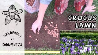 How to Plant & Grow a Crocus Lawn || Spring & Autumn Flowering Crocuses