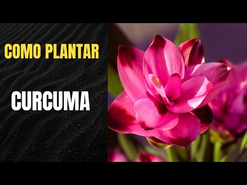 Curcuma planta y flor