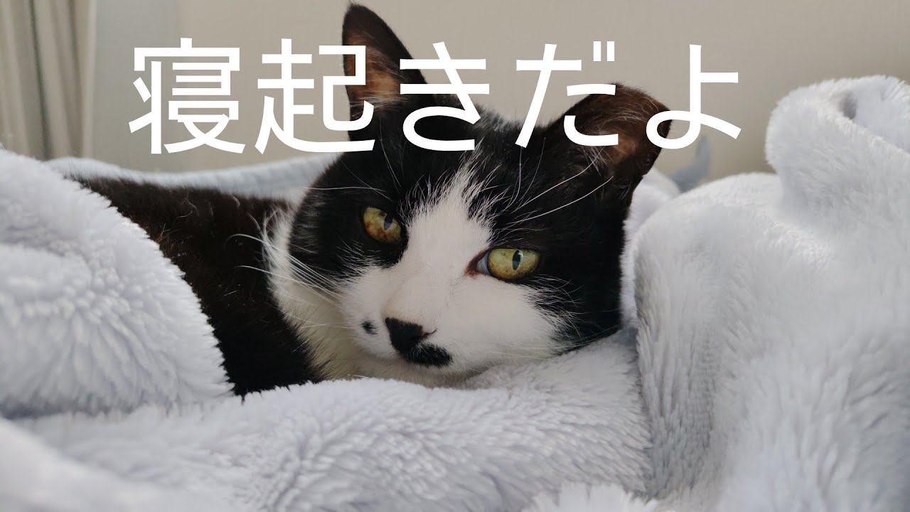 寝起き直後の猫の顔