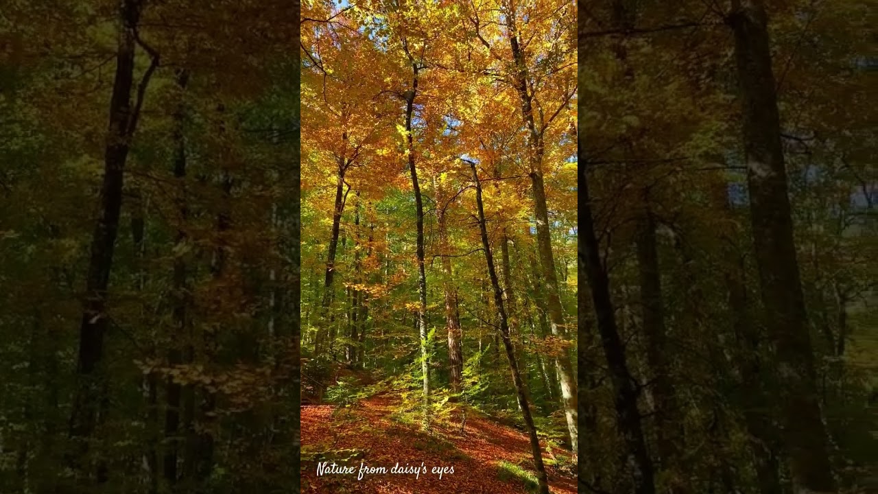 The Most Beautiful Autumn Leaves Falling Like Rain 