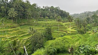 A local day tour in Ubud - Bali, Indonesia