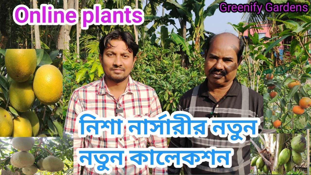 নতুন নতুন ফলের কালেকশনে ভরে উঠেছে নার্সারী Nisha nursery Kolkata
