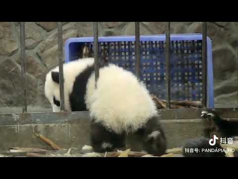 [Magic pandas]你们不要只关注熊家的小屁屁，难道就没人关注到本宝宝被卡住了吗~