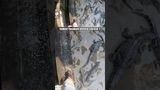 One Wrong Step And Its Over