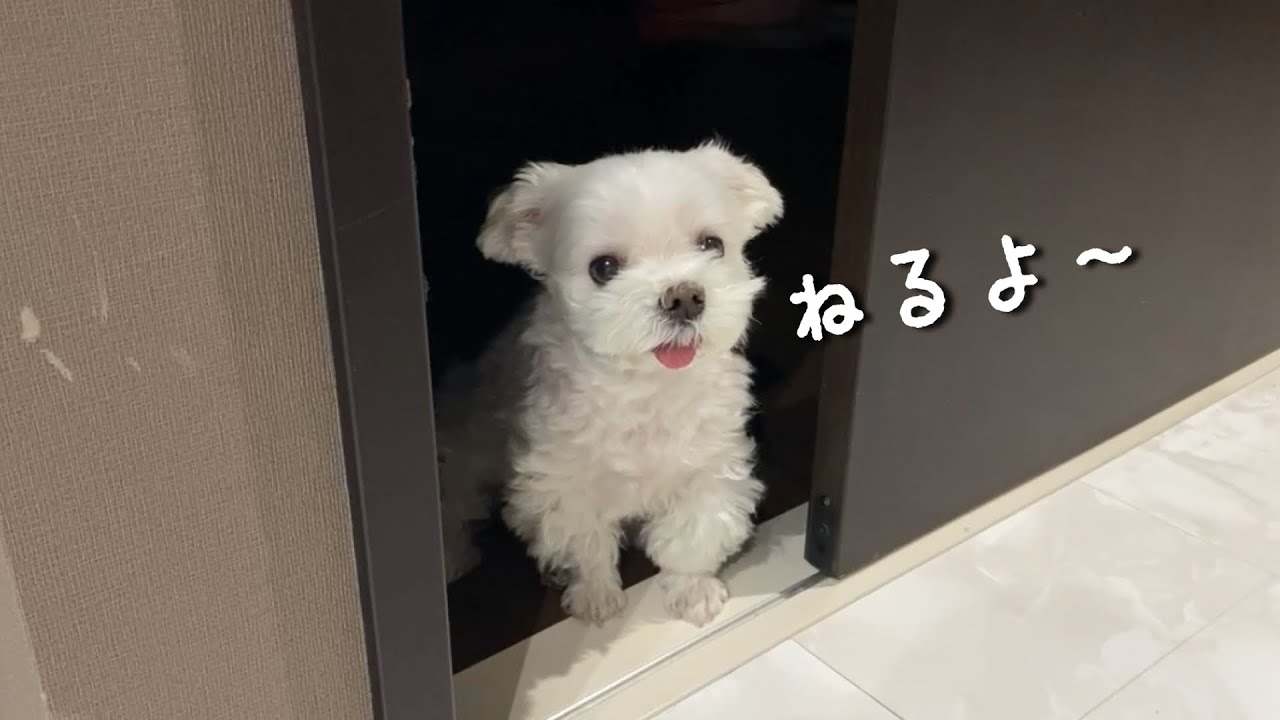 これが愛犬の「もぅ寝るよ？」の合図…