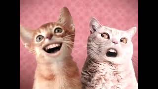 Numa Numa Cat Version English Imaginalexiss