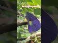 Aparajita plant ☘️#shorts #plants #photography #garden #flowers