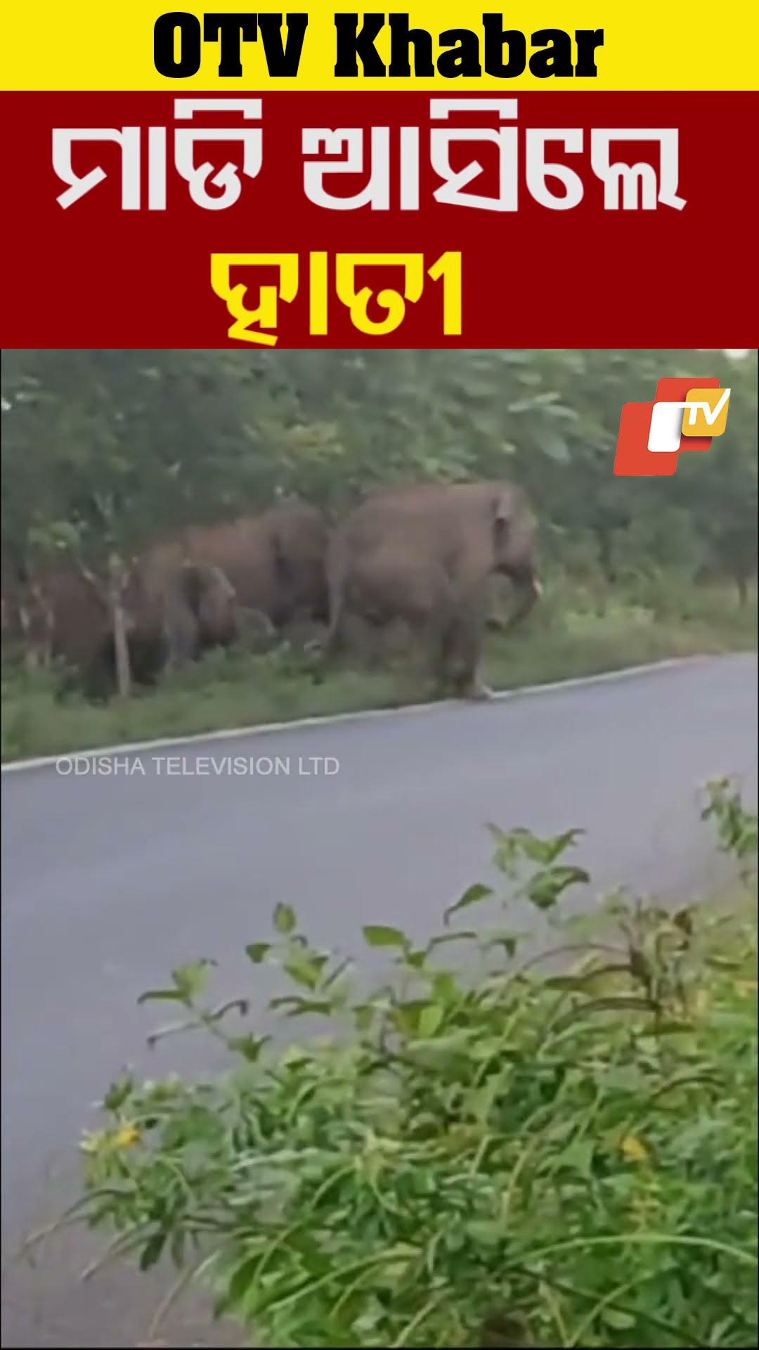 ମାଡି ଆସିଲେ ହାତୀପଲ  #elephant #Khordha #Odisha #OTV