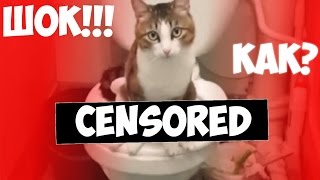 КОТИК В ТУАЛЕТЕ!!! СМОТРЕТЬ ВСЕМ! КОТИК В ТУАЛЕТЕ!!! СМОТРЕТЬ ВСЕМ!