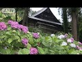 1300年以上前のお寺の庭に・・・アジサイ2万株が見ごろ(18/06/24)