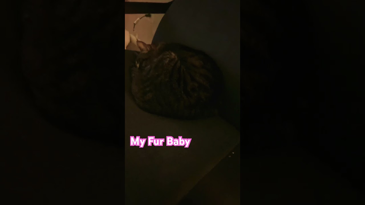 #catmom #furbaby #feline