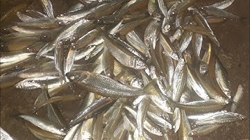 hướng dẫn làm thẻo , mồi câu cá mương đầu nhọn