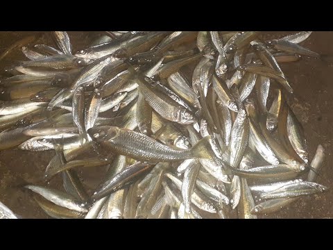 Video hướng dẫn làm thẻo , mồi câu cá mương đầu nhọn - youtube