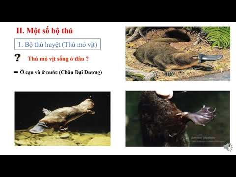 Sinh học 7 Chủ đề:Đa dạng của lớp thú