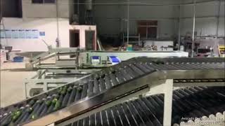 Avocado Grading Line(Double Line)