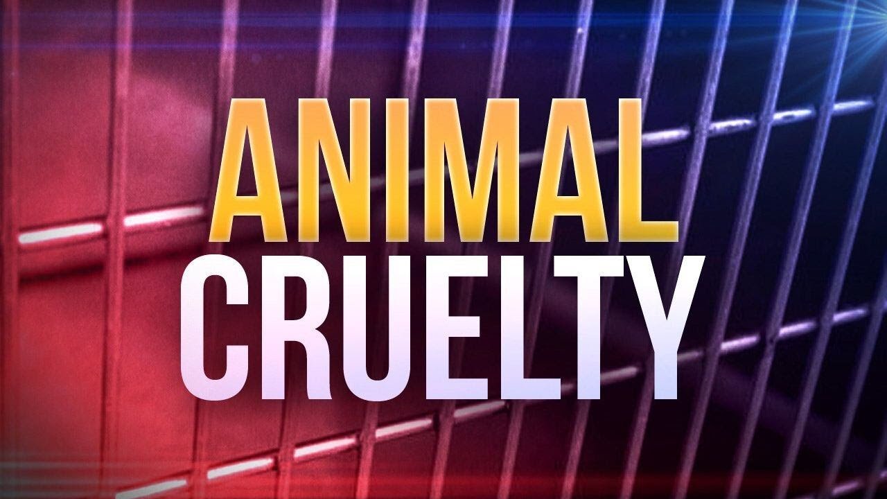 Multiple dogs seized in animal cruelty investigation in NC, deputies ...