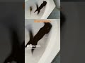 Танец кота и змеи или что это