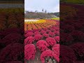 Flower garden Japan #flowers #flowergarden #germanvillage #autumncolors
