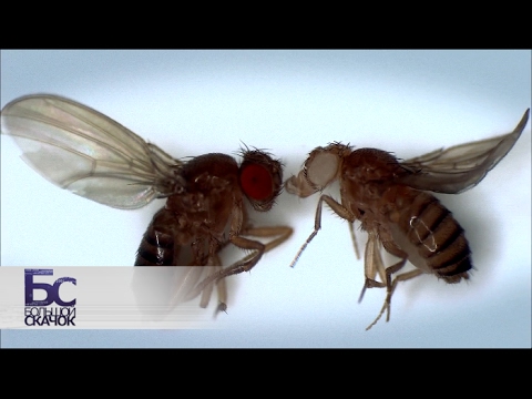 Великие мухи науки. Фильм 1 | Большой скачок