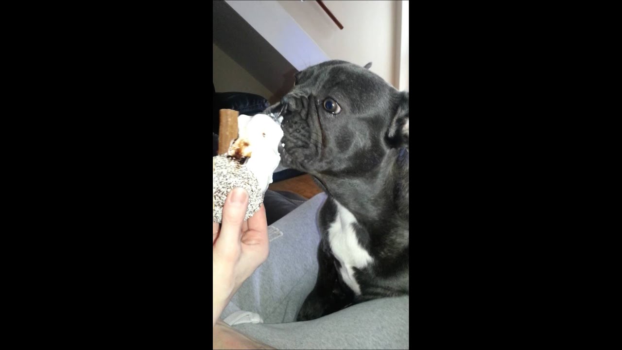 French Bulldog Eating Ice cream YouTube