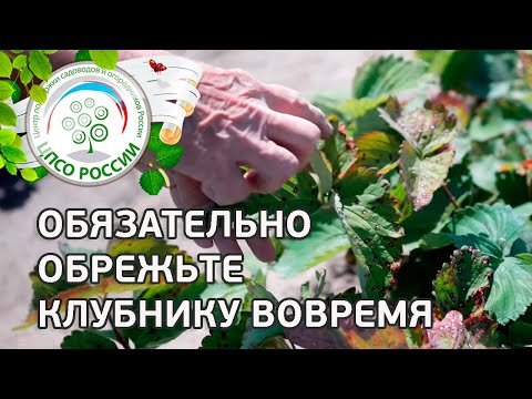 Важно вовремя скосить листья клубники! Обрезка клубники.