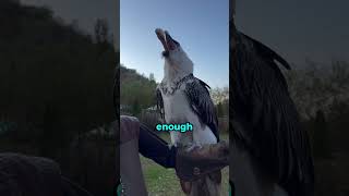 Without This Bird The Ecosystem Would Collapse