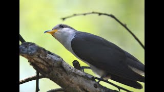 Yellow billed cuckoo