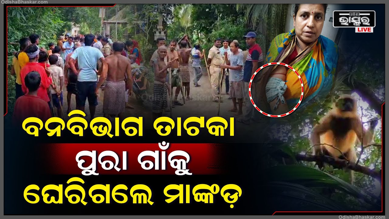 ଆଶ୍ଚର୍ଯ୍ୟ ହେଇଗଲା ବନ ବିଭାଗ ! ଥରକରେ ପୂରା ଗାଁକୁ ଘେରିଗଲେ ମାଙ୍କଡ଼ ଏବେ ଘରୁ ବାହାରିବାକୁ ଡରୁଛନ୍ତି ଲୋକେ