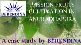 Passion Fruit cultivation in Anuradhapura