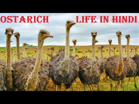 Ostrich |ostrich life in Hindi  | shutar murgh  ki zindagi |  jungle ki zindagi