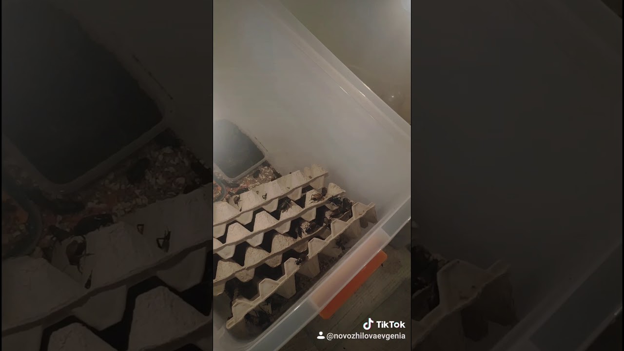 ферма сверчков