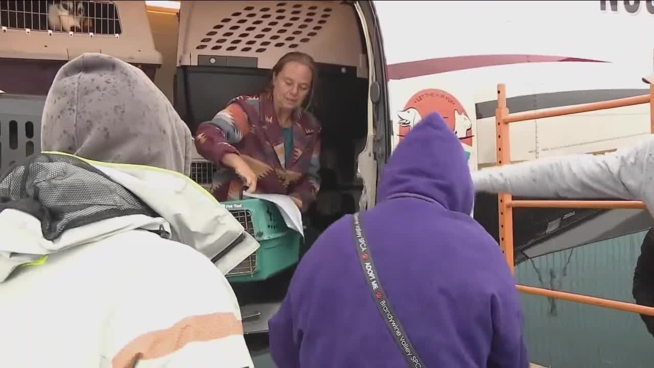 Many animals saved after Hurricane Ian - YouTube