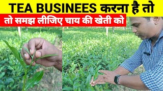 tea garden, tea business,  tea grading process, tea business kaise karen, tea plantation process screenshot 5