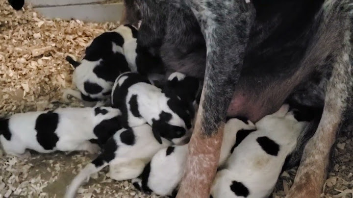 Bluetick coonhound puppies for sale near me