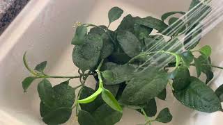 Come along and see what #hoyas I have that are developing buds or blooming.