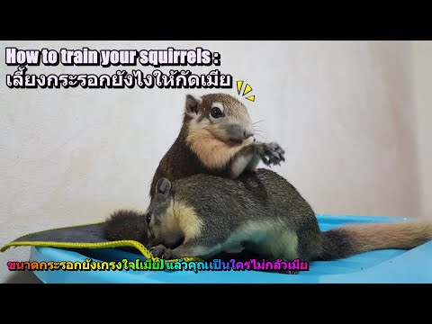 How to train your squirrels : เลี้ยงกระรอกยังไงให้กัดเมีย..
