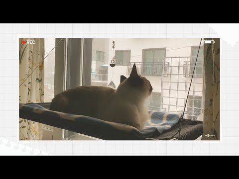 샴블리 vlog • 눈오는날/멍때리기/샴고양이샴푸/고양이브이로그