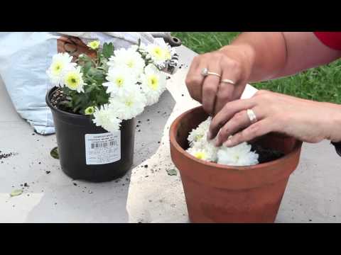 ቪዲዮ: Chrysanthemum Cuttings - በበጋ ወቅት በቤት ውስጥ በመቁረጥ የ Chrysanthemums መስፋፋት ፣ የዛፎች ሥር እና ቀጣይ እንክብካቤ