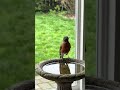 Why Birds Suddenly Stop Fighting Their Reflections #BirdBehavior #WildlifeFacts #NatureHabits