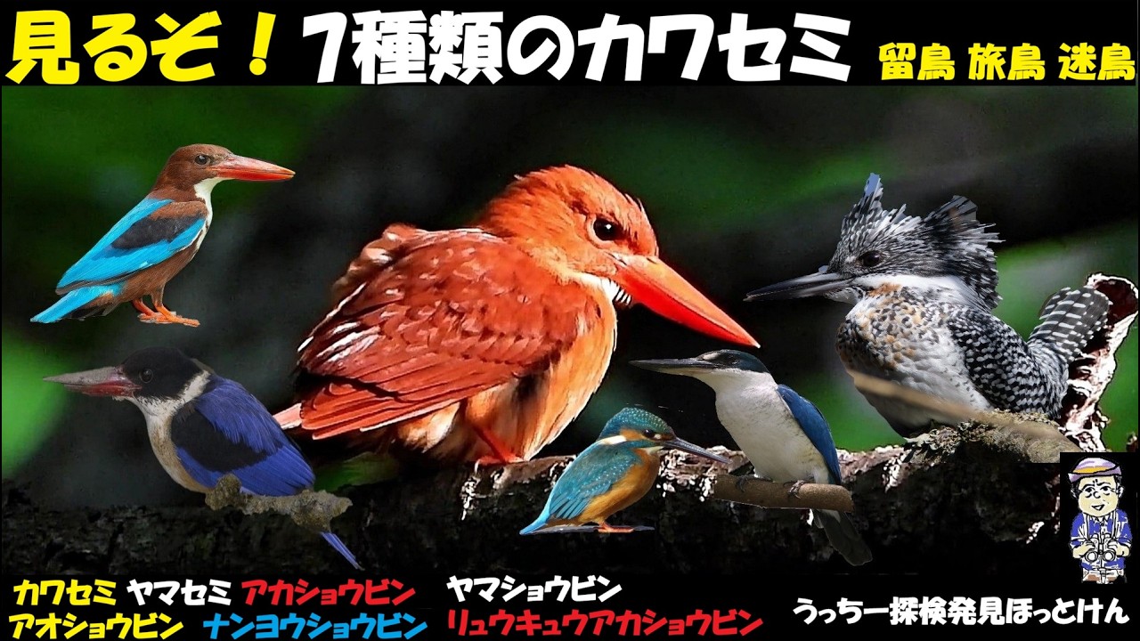 感動！衝撃の出会い！アカショウビン、ヤマセミ、カワセミ、いよいよ