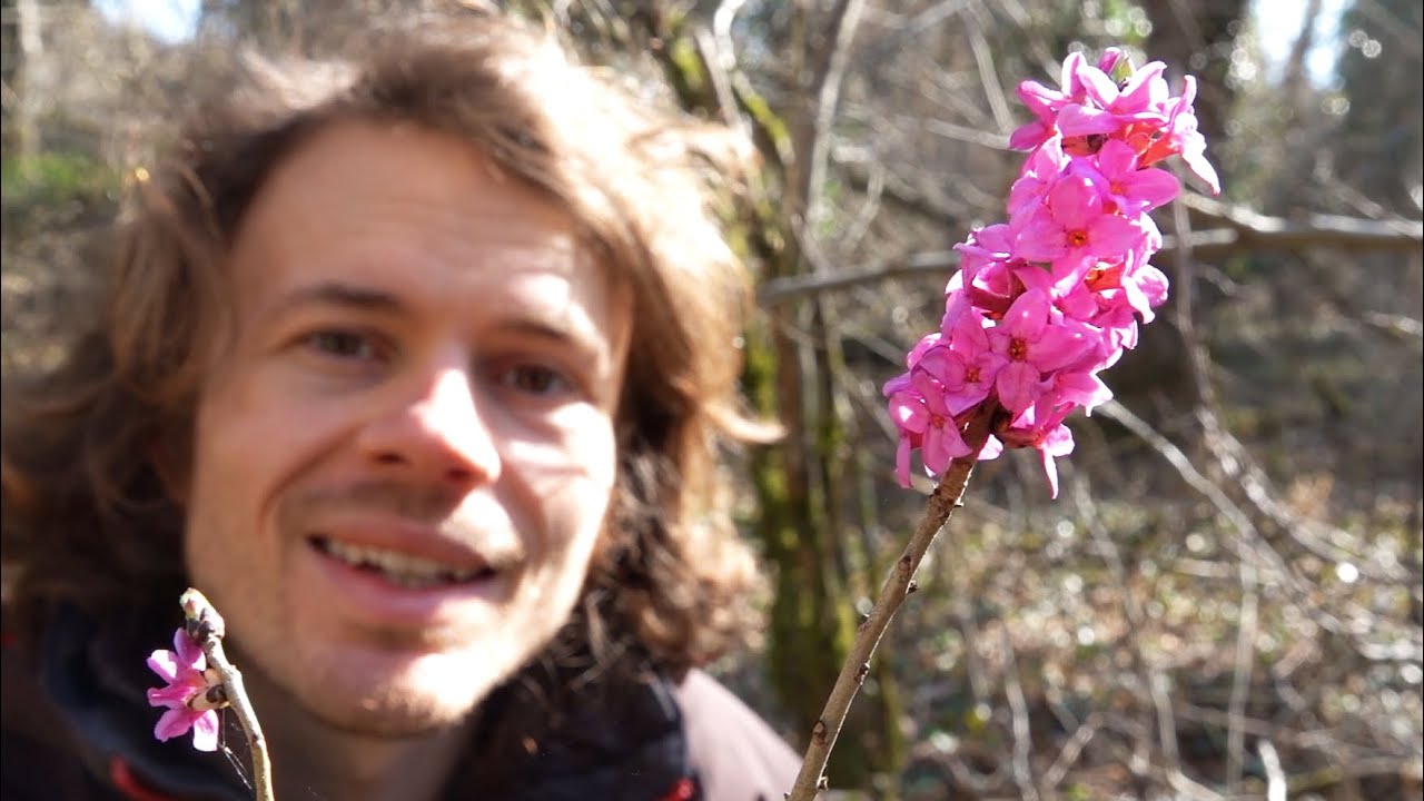Im Frühlingswald - Wildkräuter und Pilze Sammeln im März