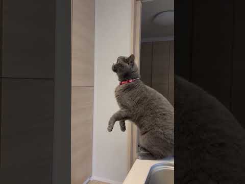 注意されても言い返すブリティッシュショートヘア#shorts #猫 #ブリショー